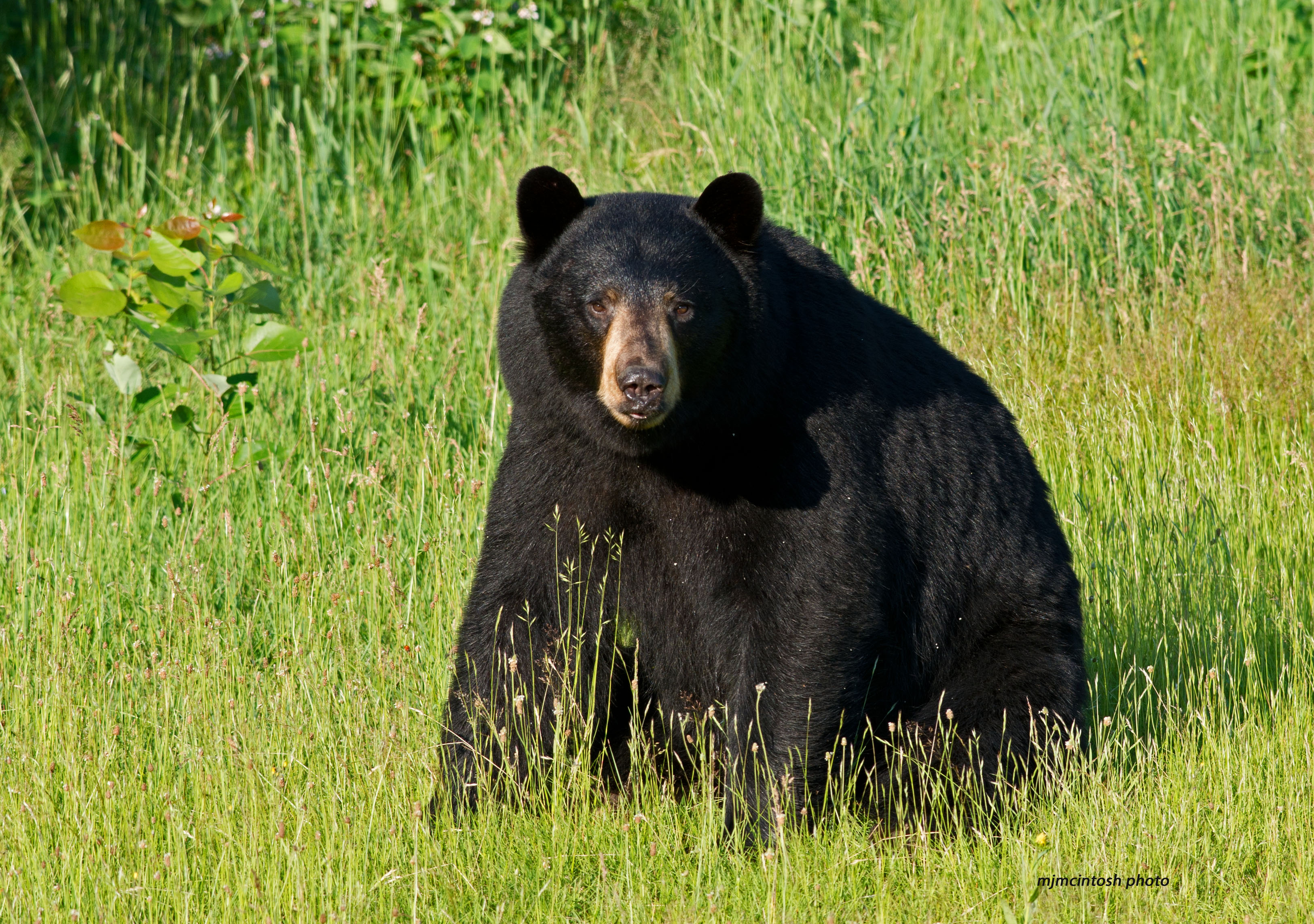 John Morrison Memorial Golf Tournament - Default Image of Blackbear