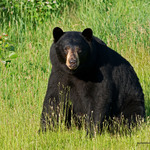 Image of Blackbear