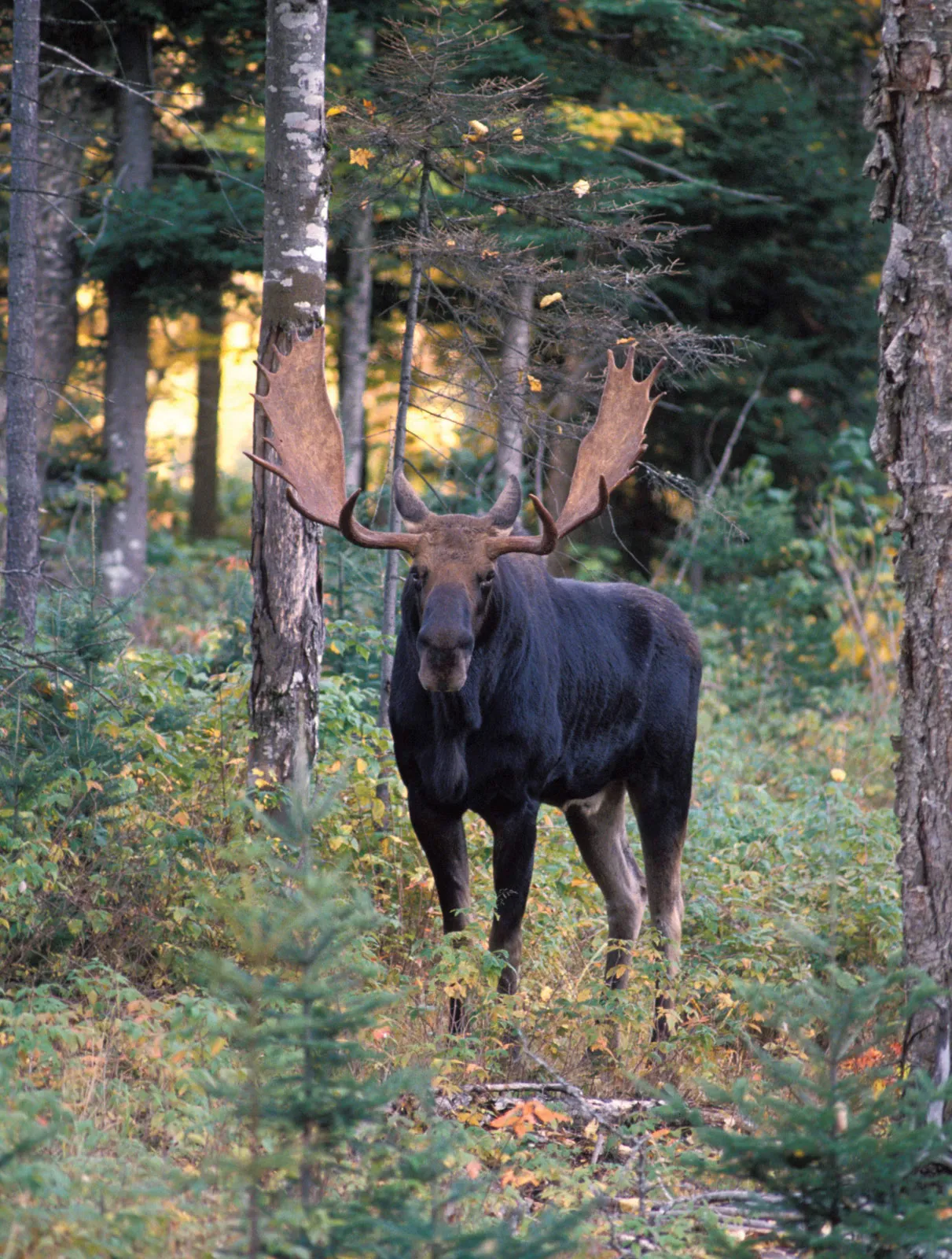 John Morrison Memorial Golf Tournament - Default Image of Moose