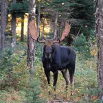 Image of Moose