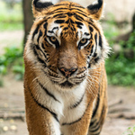Image of Tiger Drive - Coupon