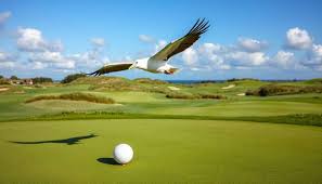 2025 Annual SPE-Dallas Golf Tournament - Default Image of Albatross