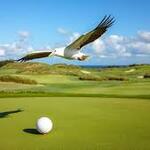 Image of Albatross