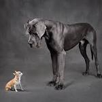 Image of Big Dog