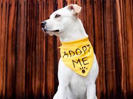 3rd annual Pup Putts Presented by Near Me Roofing - Default Image of Adoption Table (Registration Table)