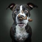 Image of Doggy Snacks (Golfer Bags)