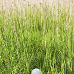 Image of Mulligan