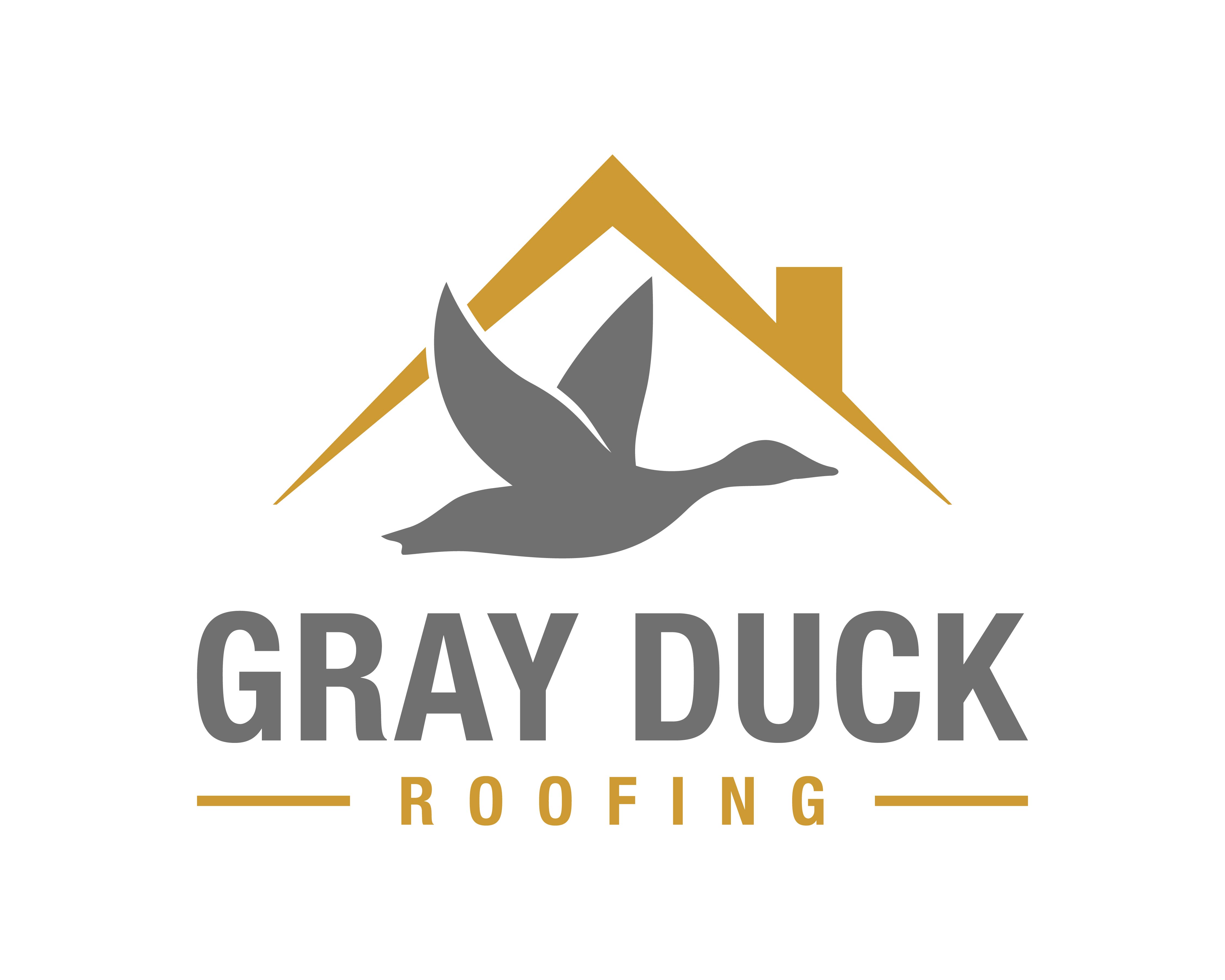 Grey Duck